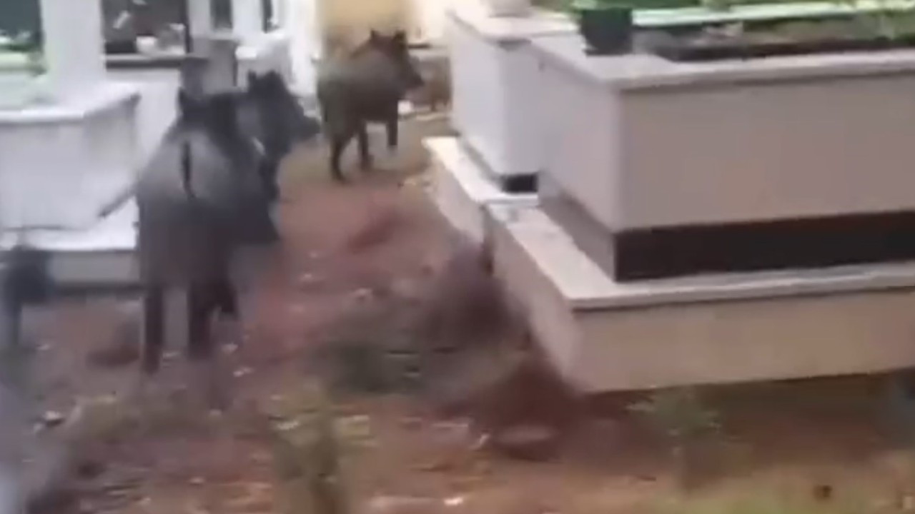Turistik yerde domuz istilası! Mezarlıkları talan ettiler