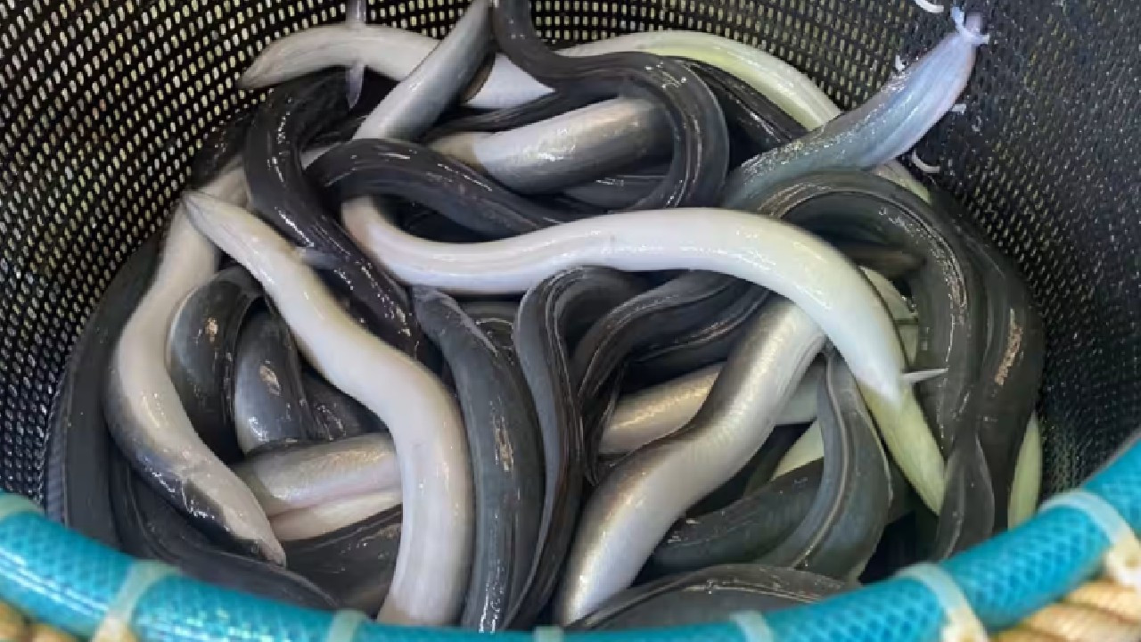 Yılan balığı ticaretinin kısıtlanması teklifi reddedildi