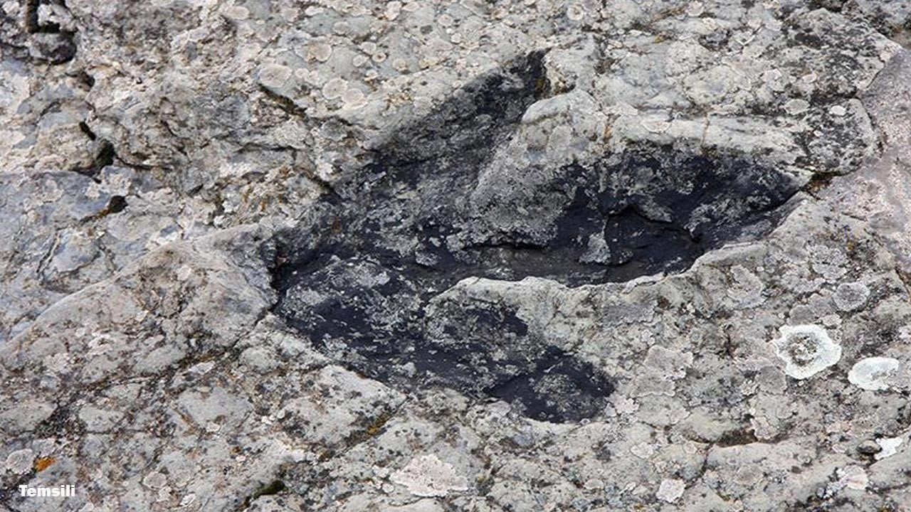 Çin'de heyecanlandıran keşif! 200 milyon yıl öncesine ait dinozor izi bulundu