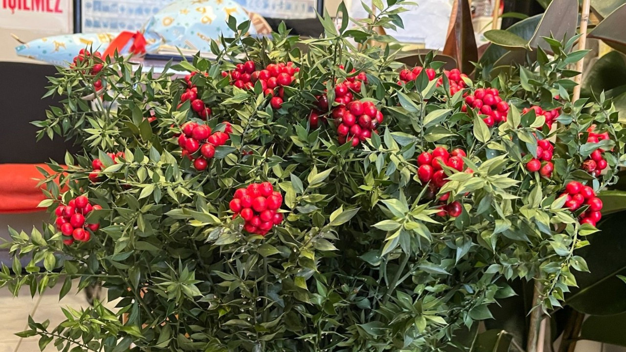 Yılbaşının sembolü kokinaya yoğun talep!