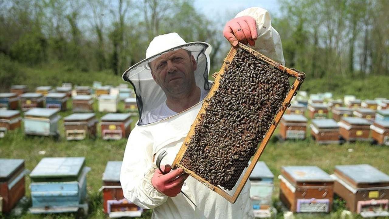 Arıcılara mesleki standart geliyor