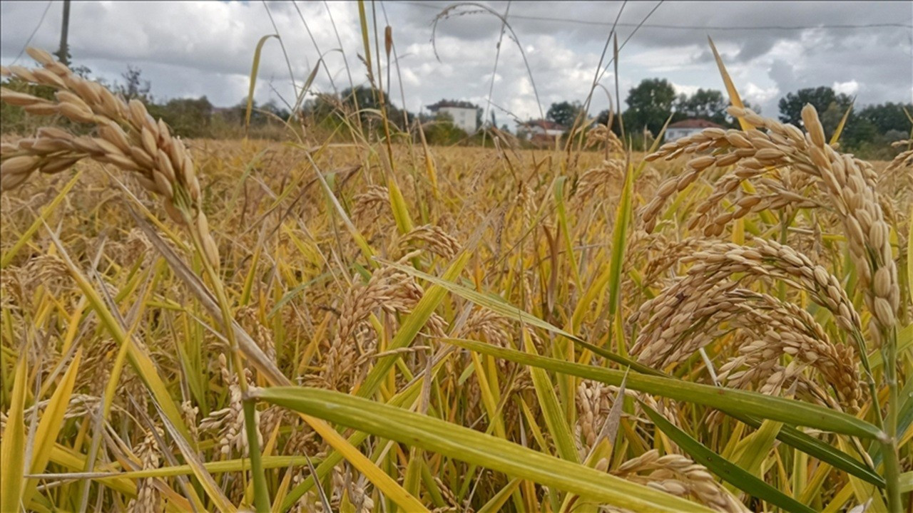 Bursa'da çeltik ekimi yasaklandı