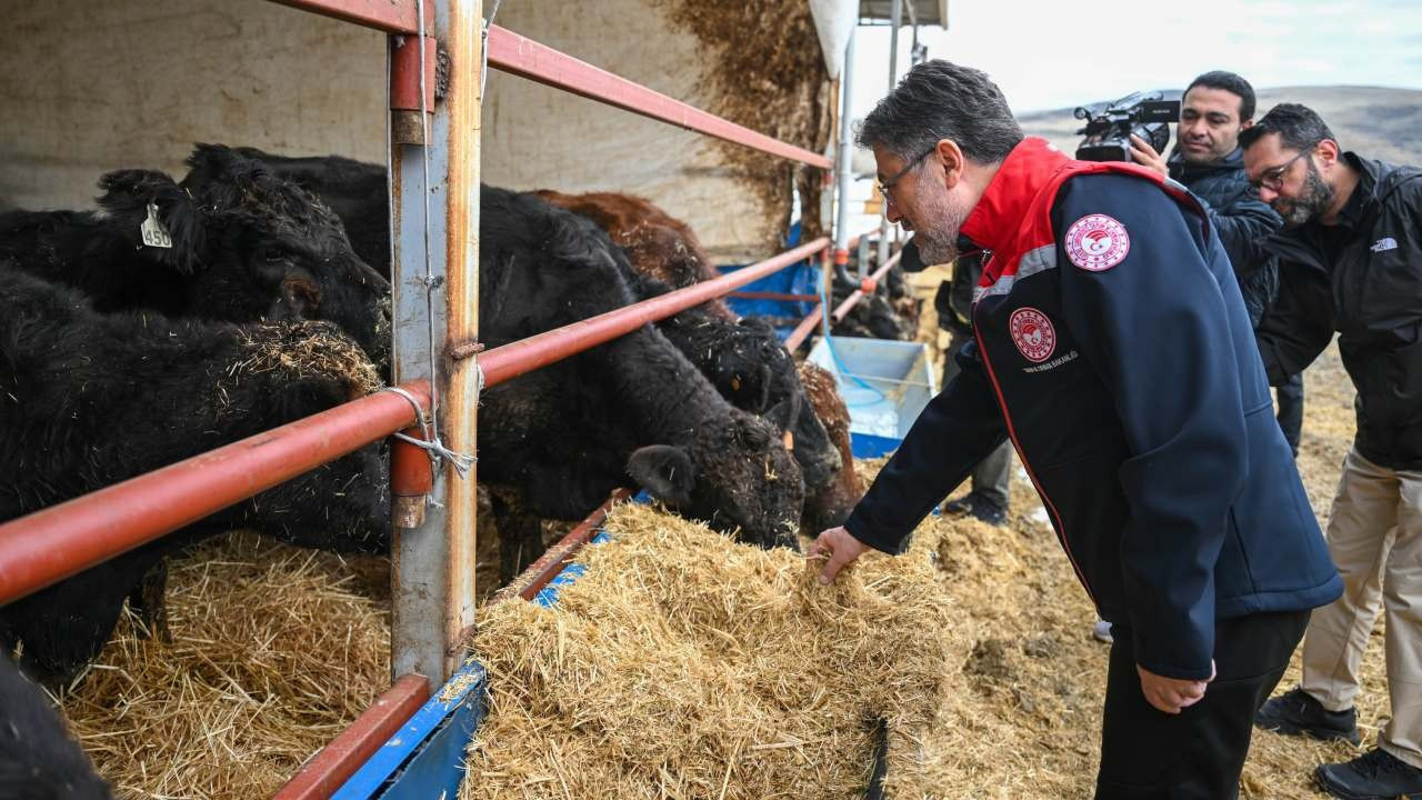 Kırmızı et üretimini artıracak proje meyvelerini vermeye başladı