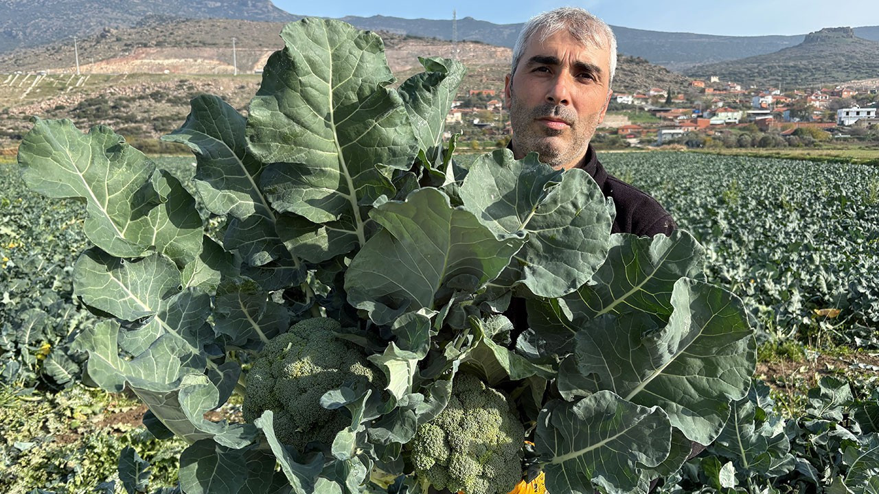Menemen Ovası’nda brokoli hasadı başladı: Tarlada 10–15 TL olan ‘yeşil altın’, pazara gelene kadar üç katına çıkıyor
