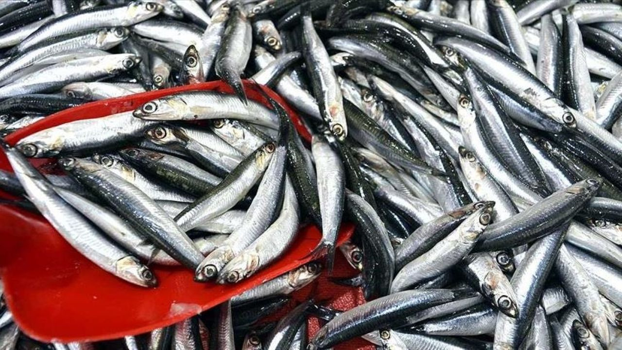 Hamsi ihracatı kasaya milyon dolarlar getirdi: 11 ayda 14,5 milyon dolara ulaştı