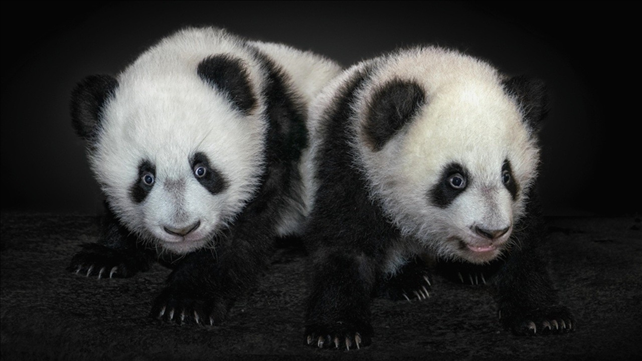Tokyo'daki ikiz pandalar Çin'e dönüyor: Japonya, 50 yıl sonra pandasız kalacak
