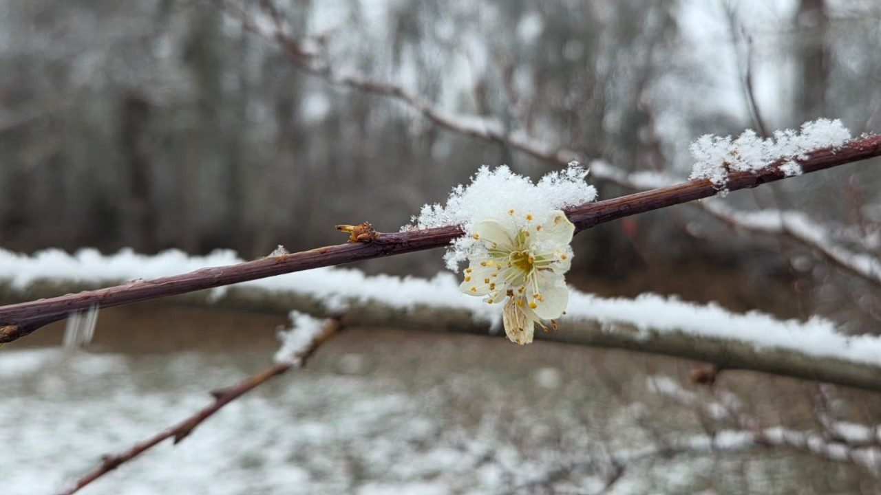 Yozgat'ta mevsimler şaştı: Çiçek açan erik ağaçları kar altında kaldı