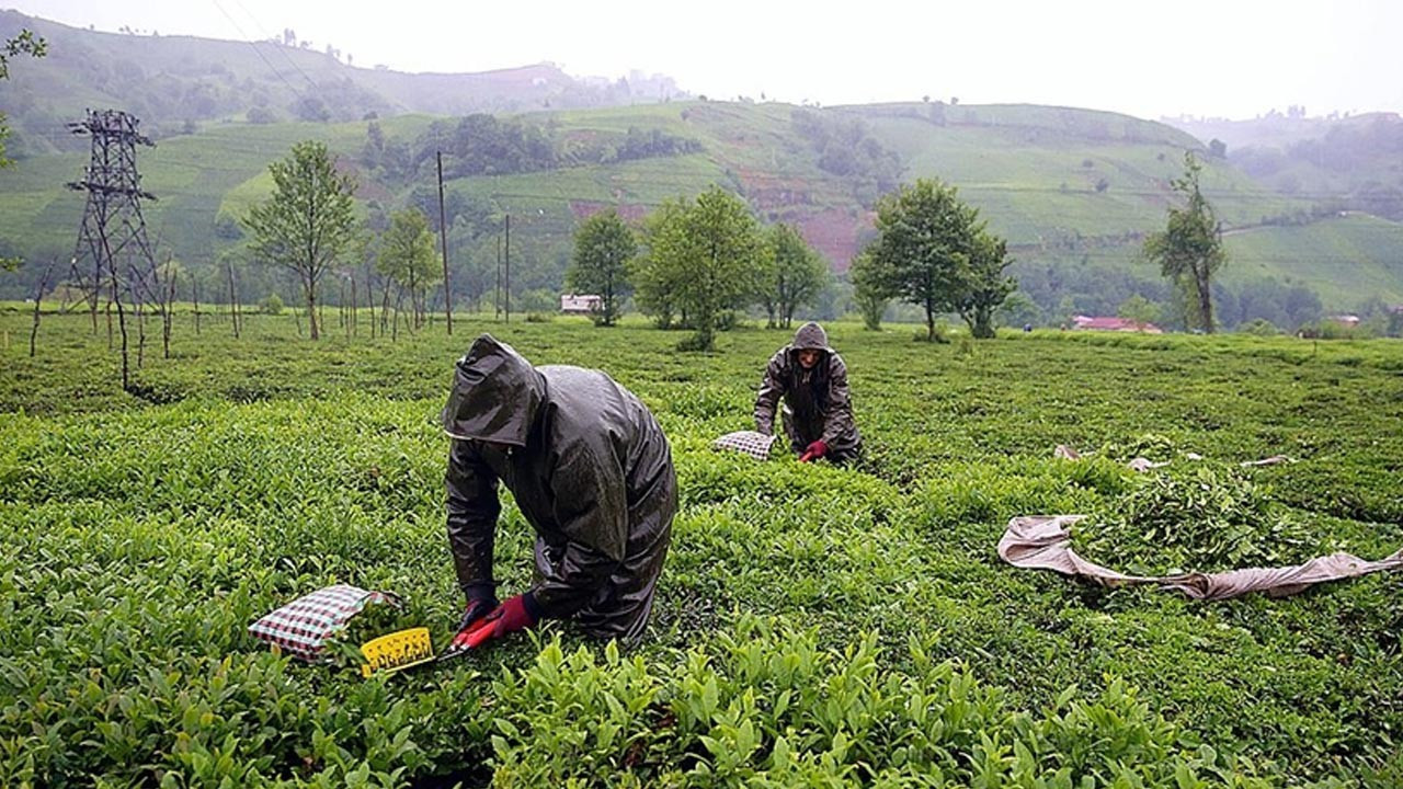 Lipton, yaş çay işleme operasyonlarını Öz-Gür Çay’a devretti