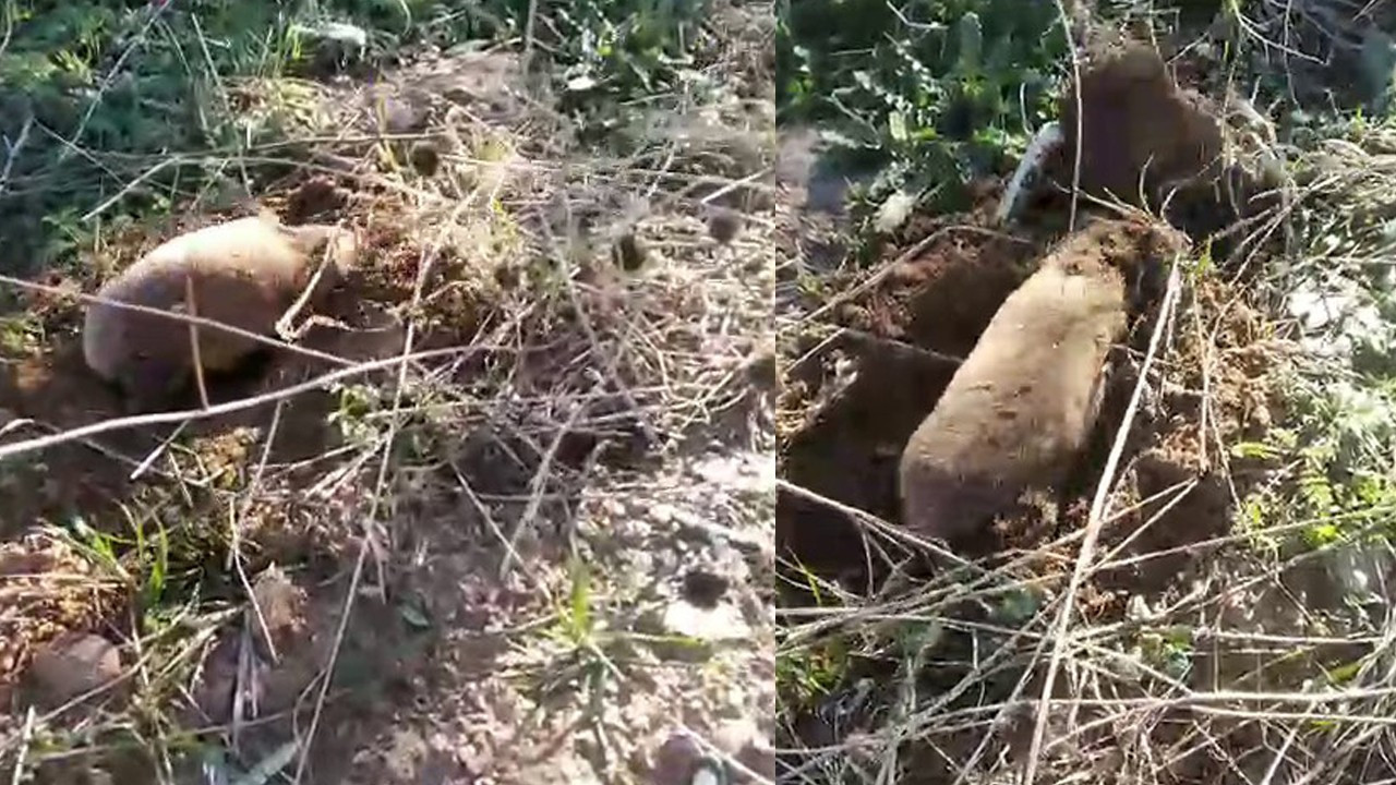 Yer altının gizemli canlısı Manisa’da ortaya çıktı