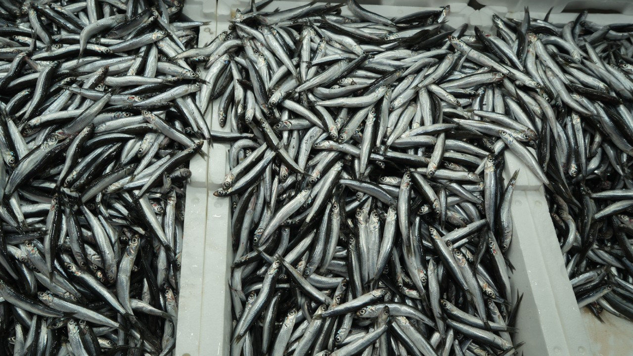 116 kamyon dolusu çıktı, kimseye yetmedi!