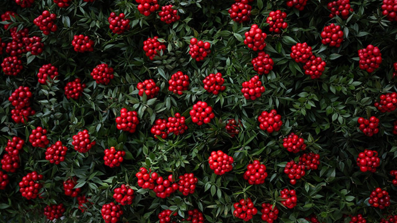 Yılbaşının vazgeçilmezi kokina tezgahlarda: Demeti 350 liraya satılıyor