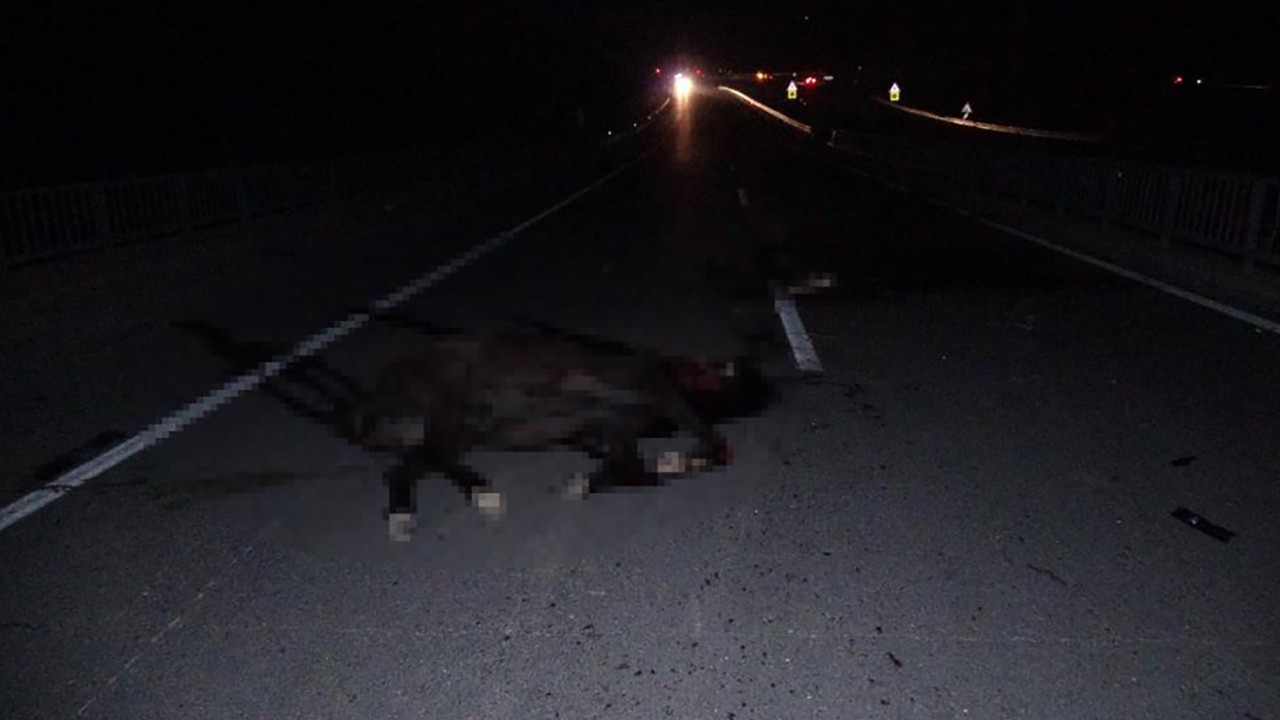 Malatya'da milyonluk taylar karayolunda telef oldu