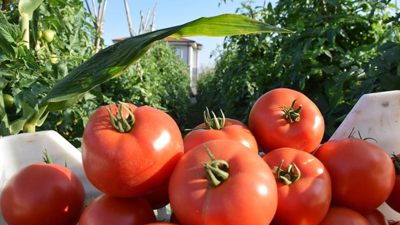 Bir dönemi heba eden virüse karşı domates aşısı formülü