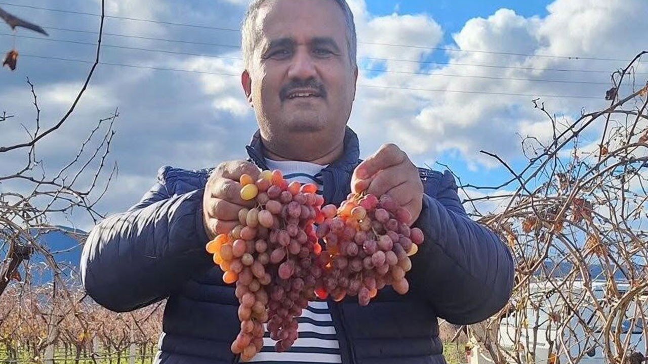 Kışın taze üzüm mümkün: Sarıgöl’ün Crimson üzümü dikkat çekiyor