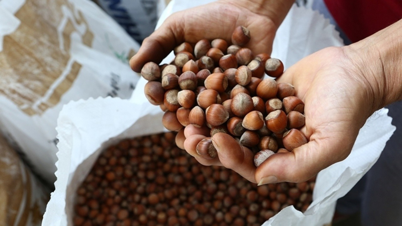 Fındık ihracatında hem gelir hem miktar geriledi