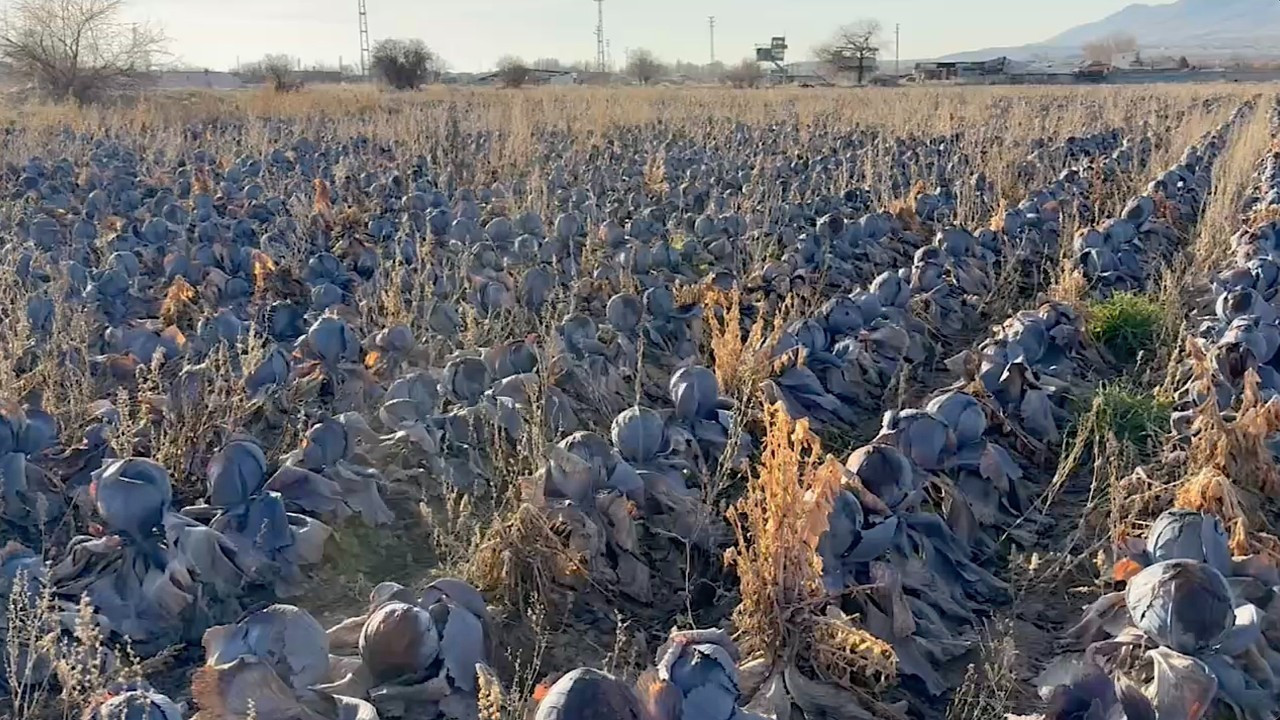 Tarlada 5 lira, pazarda 80 lira: Hepsi tarlada kaldı