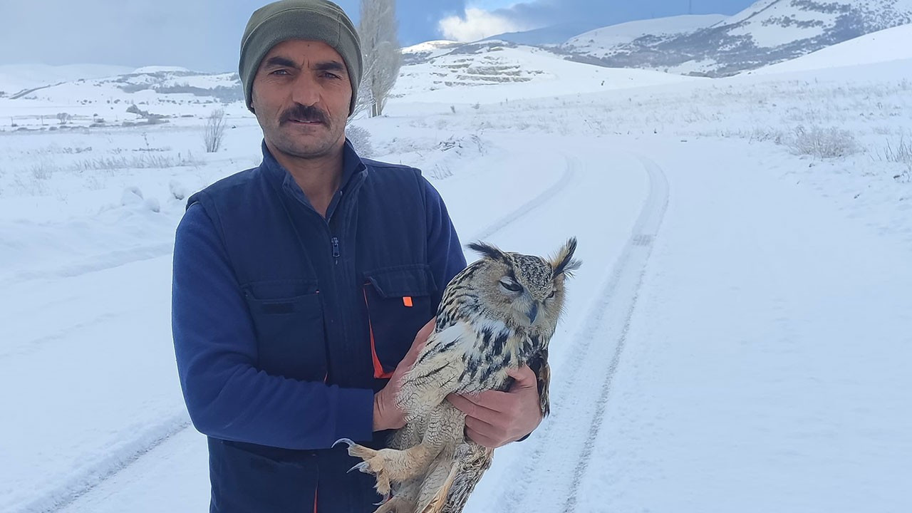 Bayburt'ta kuduz olduğunu anlayan Puhu kuşu intihar etti