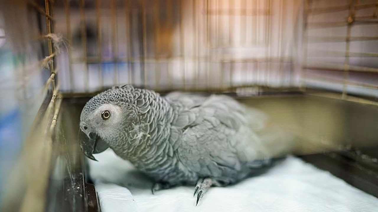 İstanbul Havalimanı’nda 20 Afrika Gri Papağanı ele geçirildi