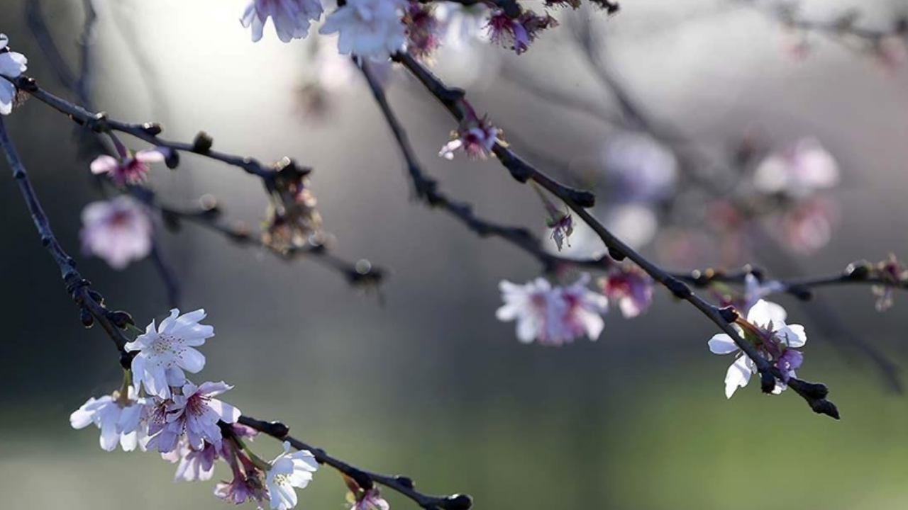 Cemre düştü mü? İlk cemre ne zaman, nereye düşecek?