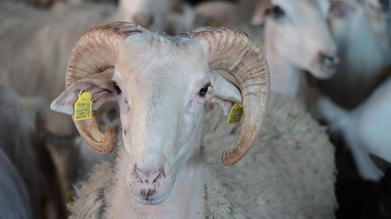 2026 Kurban Bayramı ne zaman, hangi güne denk geliyor?