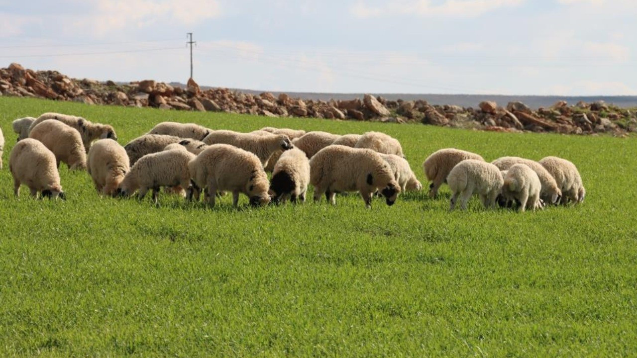 Şanlıurfa’da kar yağışı kurak toprağı canlandırdı: Hayvancılık yeniden hayat buldu
