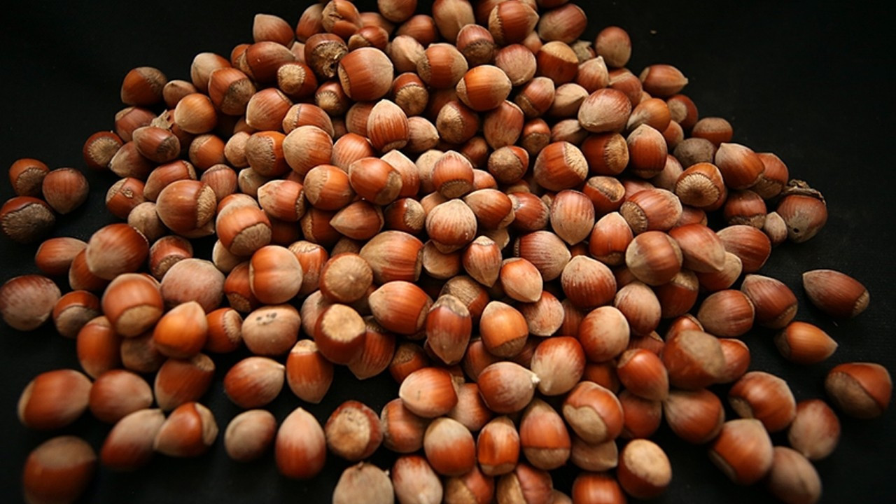 Ticaret borsalarında 239 bin ton fındık işlem gördü