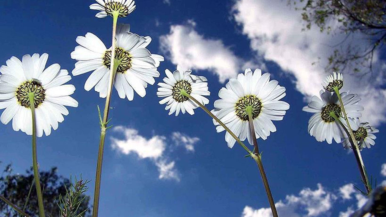 Son cemre toprağa düştü