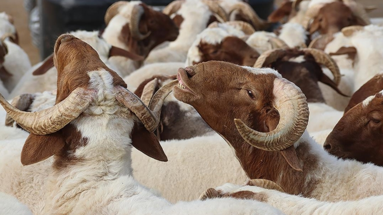 Kurban Bayramı 2026 ne zaman? Kurban Bayramı hangi güne denk geliyor?