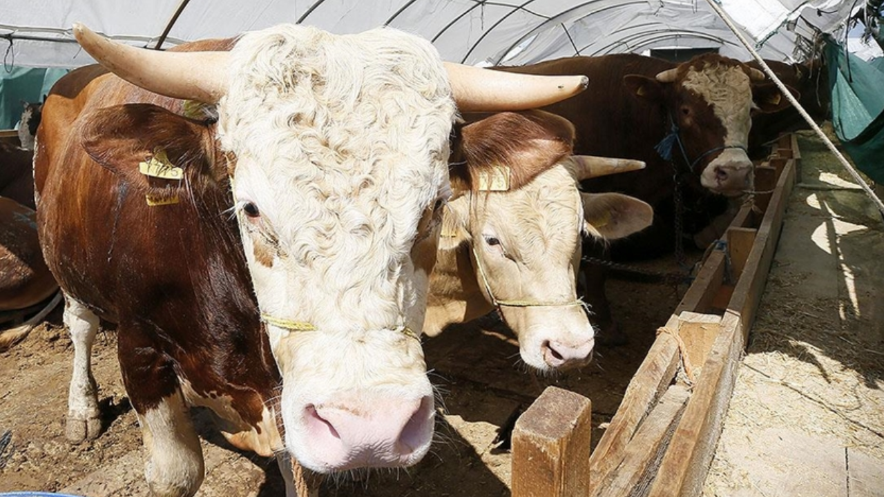 2026 Kurban Bayramı ne zaman? Kurban Bayramı tatili 9 gün olur mu?