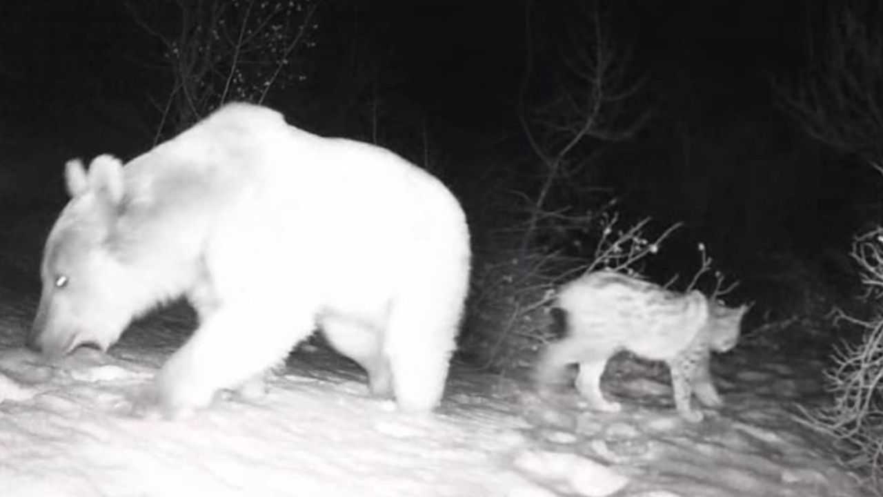 Fotokapanlar ortaya çıkardı: Erzincan-Tunceli hattında yaban hayatı...