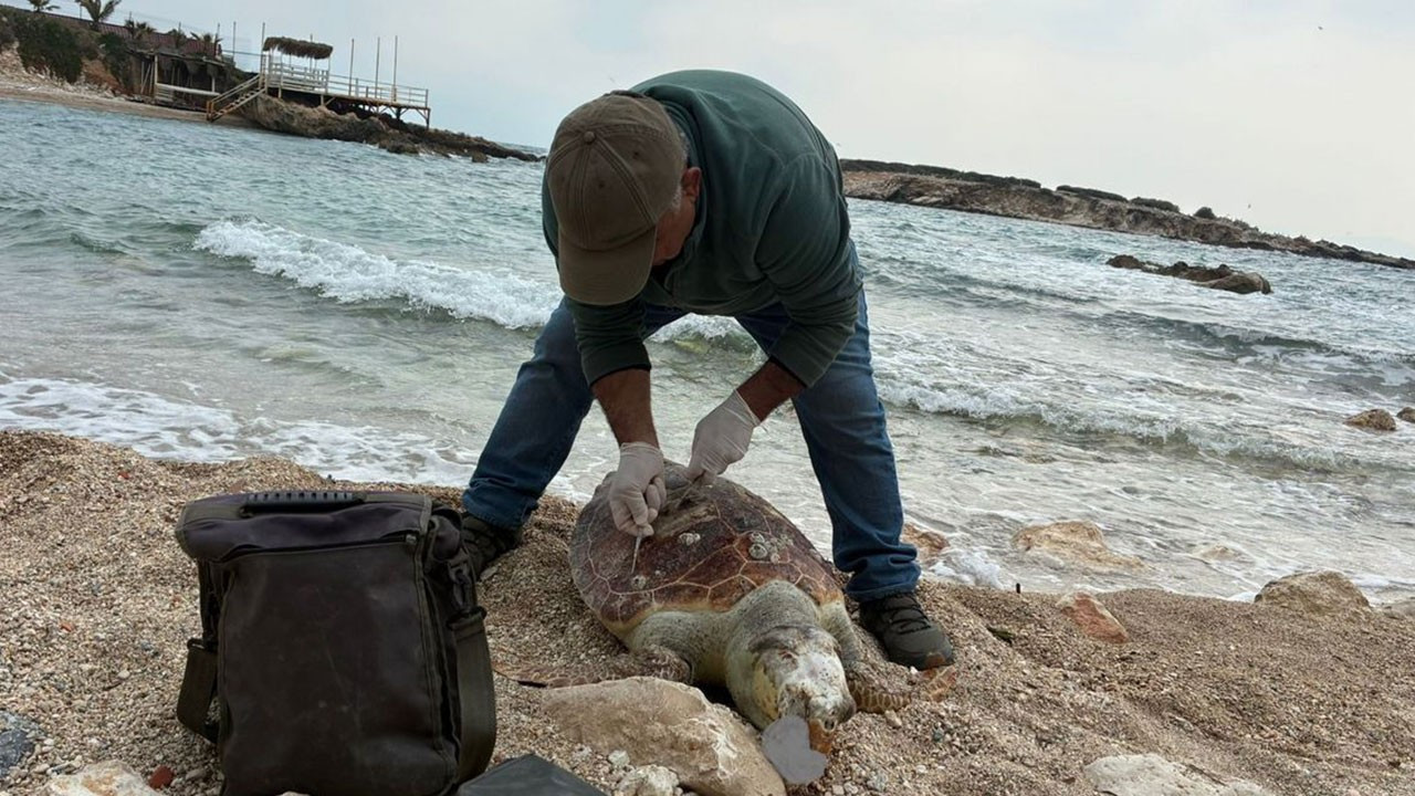 Kuşadası Körfezi’nde trol şüphesi: Bir haftada 7 deniz kaplumbağası ölü bulundu