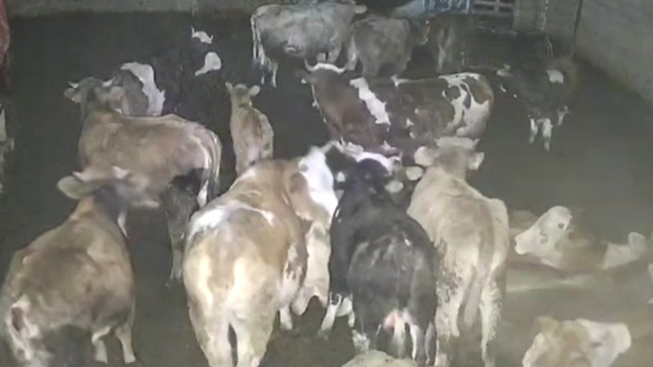 Kurt sürüsü çiftliğe girdi: Büyükbaş hayvanlar sürüyü savundu