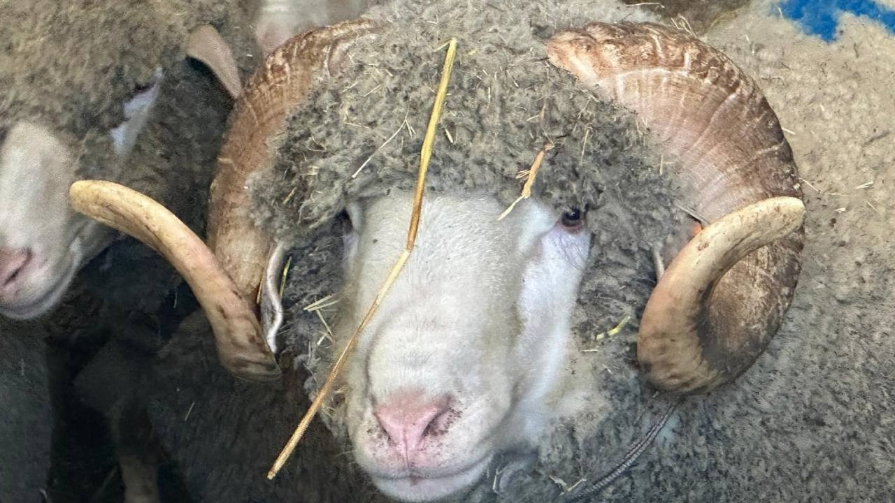 1 milyonluk koç, yatırımı 6'ya katlayacak: Türkiye kuzuları için sıraya girdi