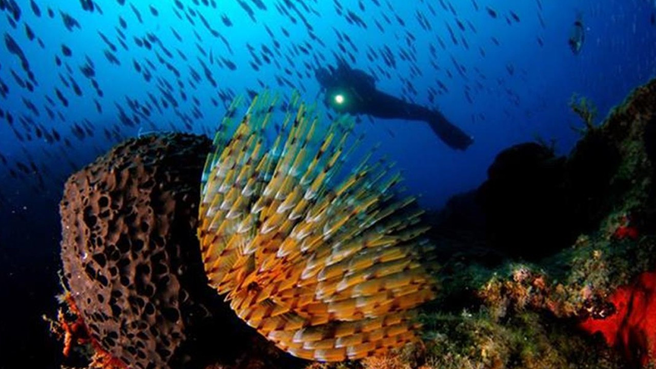 Derin denizde 24 yeni keşif