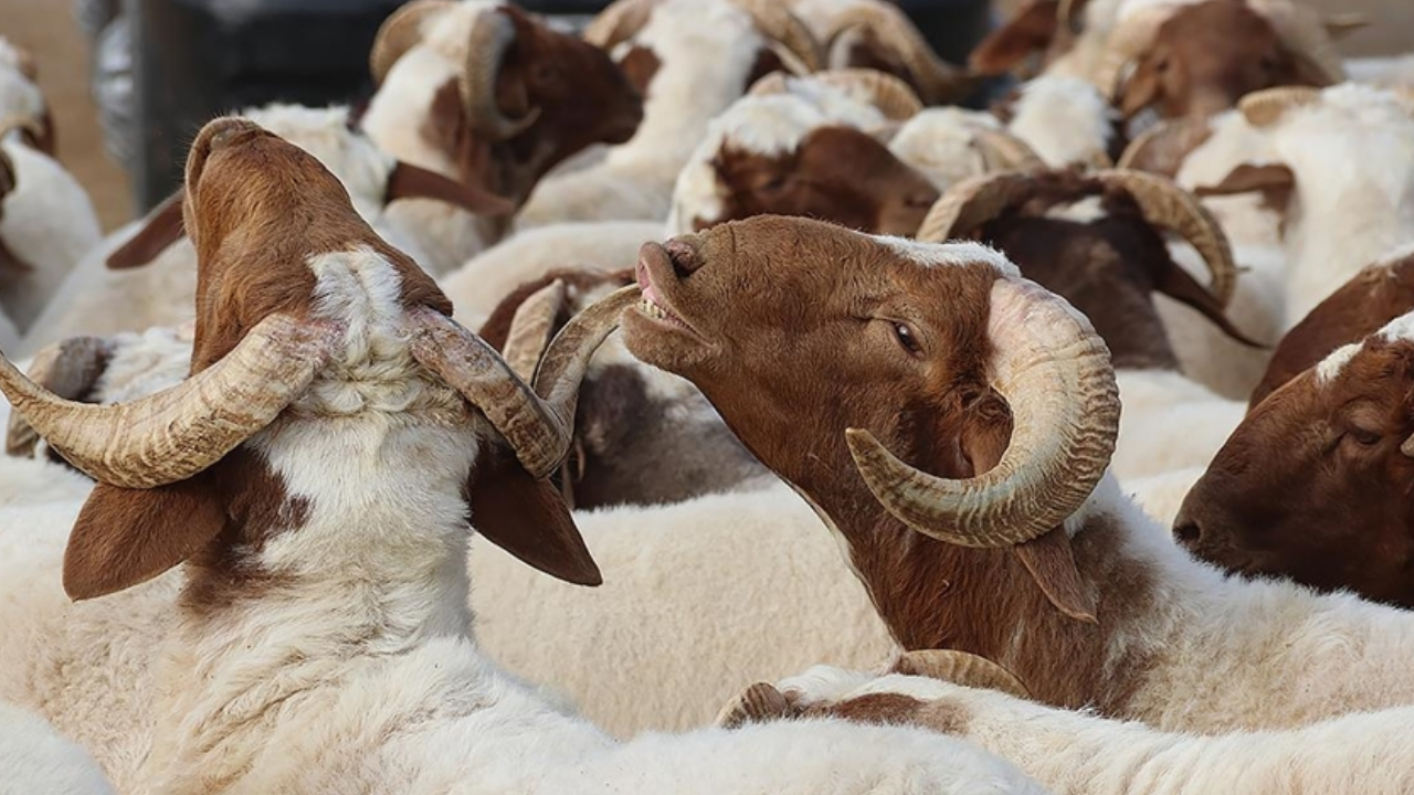 Kurban Bayramı ne zaman? Bayram hangi güne denk geliyor?