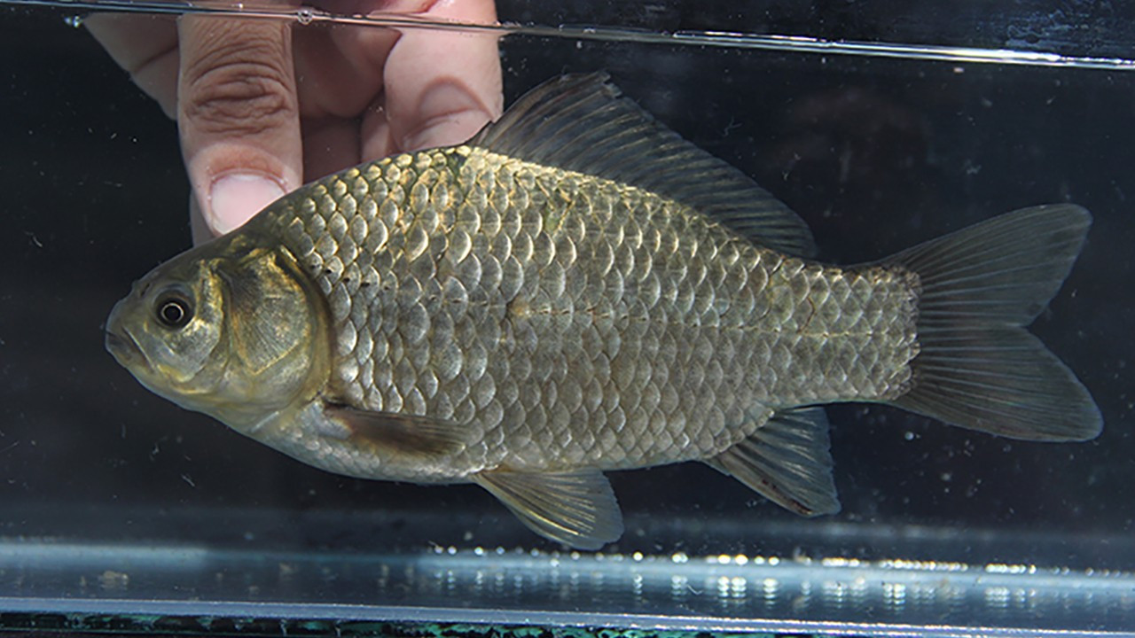 50 yılda yüzde 81 yok oluş