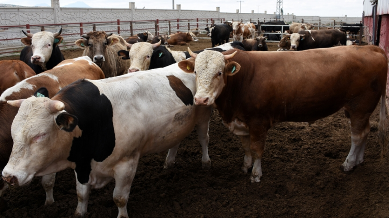 BAYRAM TARİHİ: Kurban Bayramı 2026 ne zaman? Bayram tatili 9 gün mü?