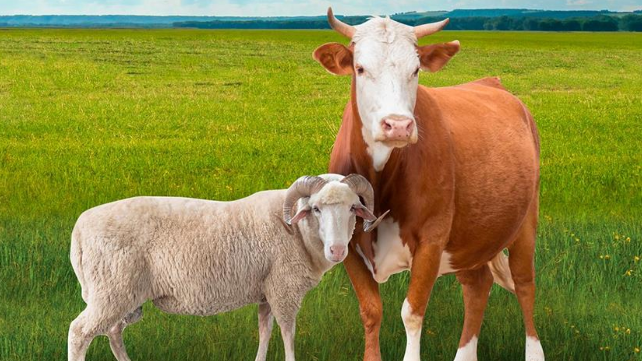 Kurbanlık fiyatları belli oldu mu? Büyükbaş ve küçükbaş kurban fiyatları ne kadar?