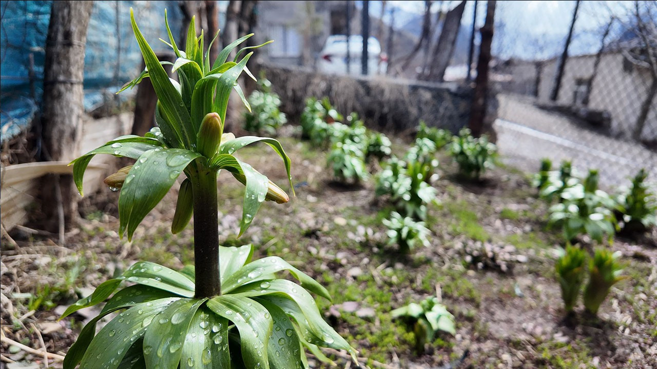 20 gün yaşayan ters laleler açtı: Koparana 700 bin liraya kadar ceza