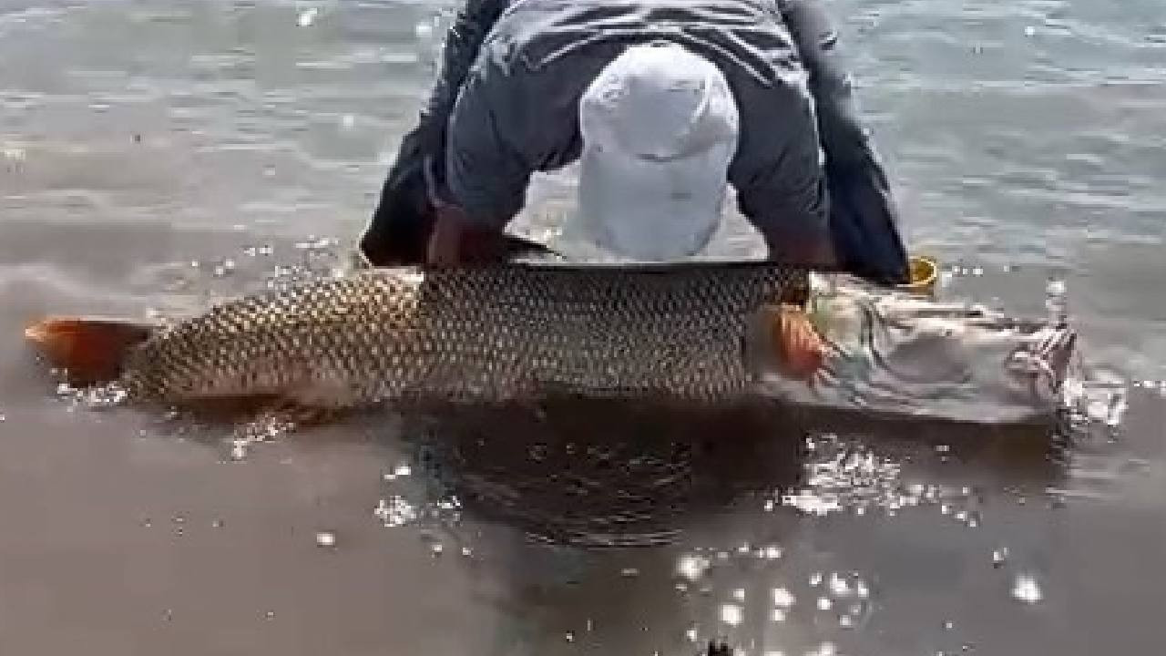 Yasağa saatler kala oltaya takıldı, iki kişi zor taşıdı