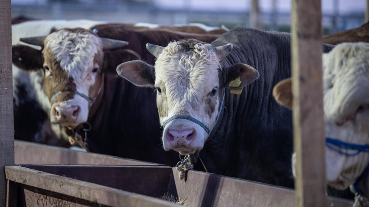 2026 Kurban Bayramı ne zaman? Bayram tatili 9 gün olacak mı?