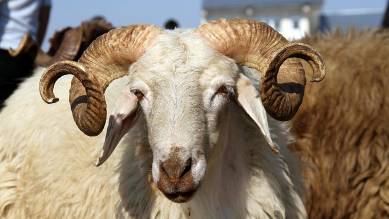 KURBANLIK FİYATLARI 2026: Bu sene küçükbaş kurban fiyatları, büyükbaş kurbanlık fiyatları ne kadar?