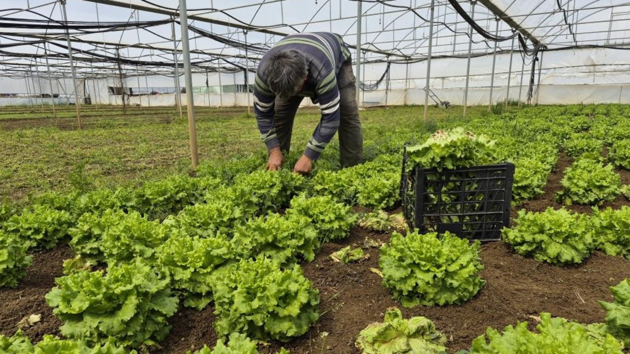 Marulda fiyat uçurumu: Üreticide başka, tezgahta bambaşka