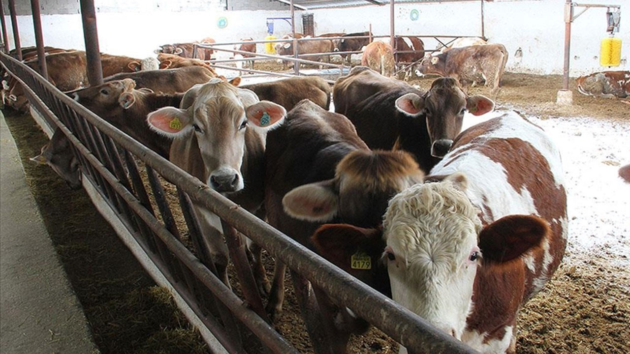 Besiciler dertli: 120 bin TL’ye rağmen çoban bulunamıyor