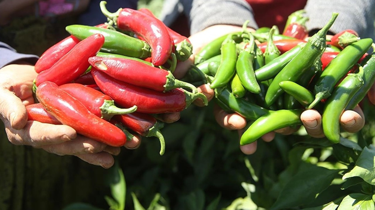 Biber atığı stratejik ürüne dönüştü: Kapsaisinde yerli üretim atağı