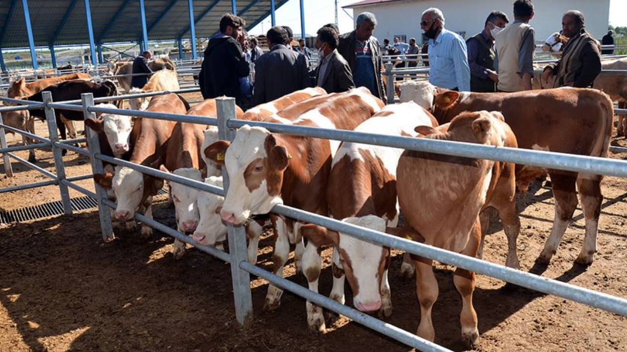Kurbanlık fiyatları ne kadar 2026: Büyükbaş, küçükbaş kurbanlık fiyatları ne kadar oldu?