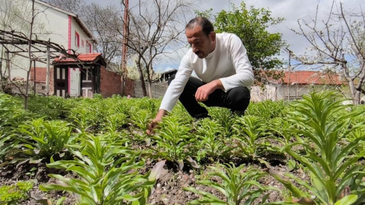 Baba mirası servete dönüştü: 200 binden 450 bine çıktı