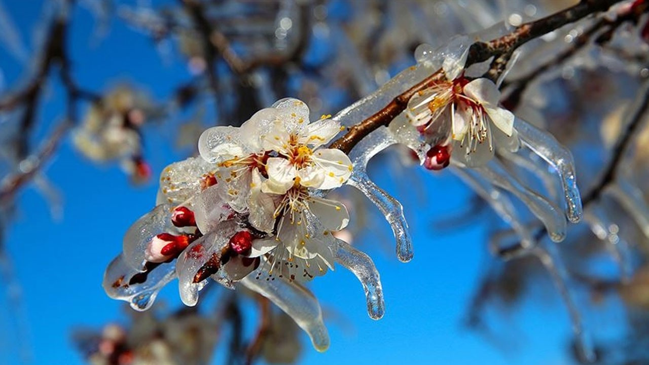 Tarım ve Orman Bakanlığı'ndan çiftçiye zirai don uyarısı
