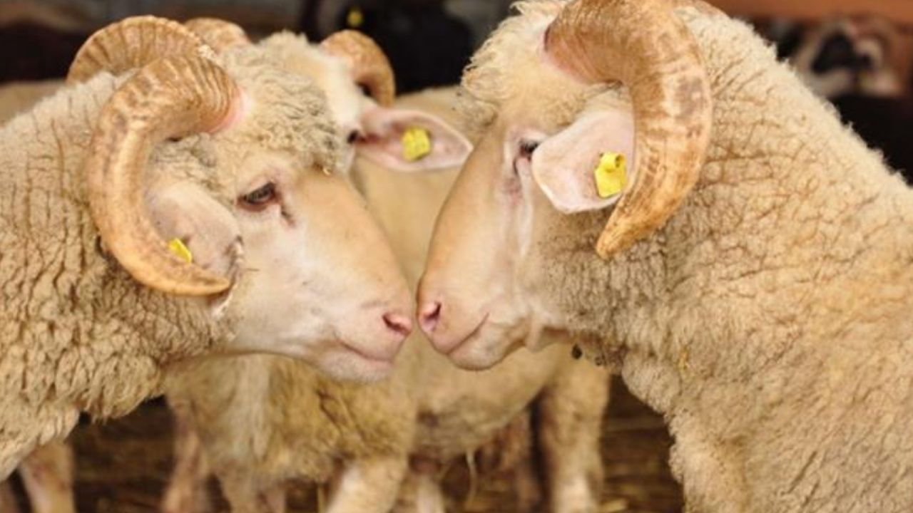 Kurban Bayramı ne zaman, hangi tarihte kutlanacak? Bayram tatili 9 gün olur mu?