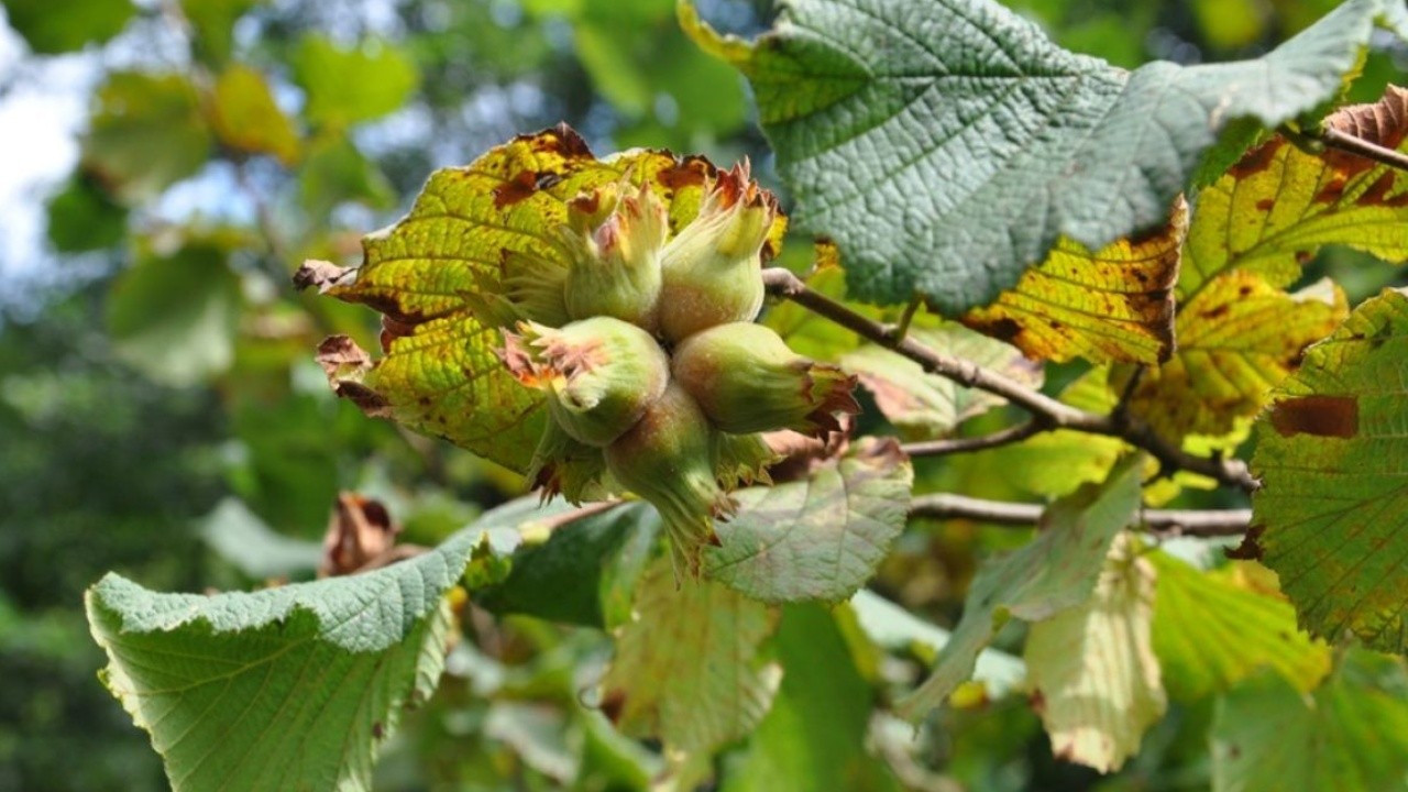 Fındıkta gizli tehdit büyüyor: Rekolte yüksek ama yeni risk kapıda